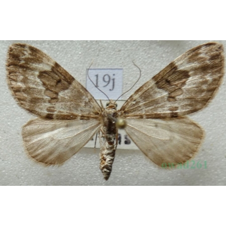 Thera britannica (Turner, 1925) female Paśnik jodłowiec Czech19j
